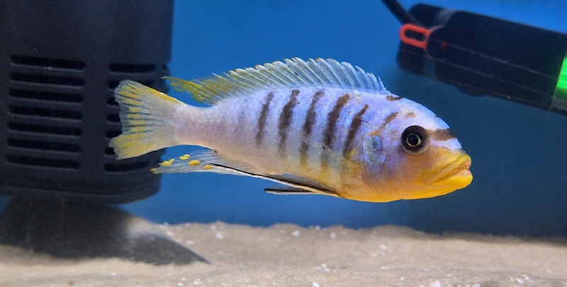 Maylandia fainzilberi 'Ukenju'